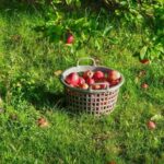 Яблука опадають незрілими: у чому причина і як із цим боротися
