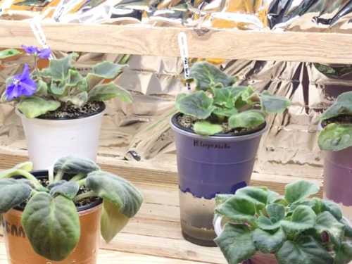 Чому у фіалки нижнє листя в’яне, стає м’яким і обвисає?