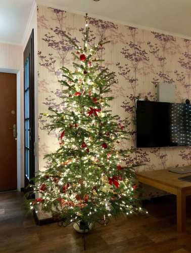 Зберегти запах і вигляд: як не дати ялинці обсипатися раніше&hellip;