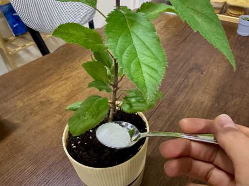 Підживлення кімнатних квітів та розсади цукром — міф чи правда?