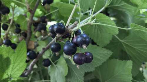 “Готуємо смородину до рекордного врожаю взимку”: що насправді треба робити&hellip;