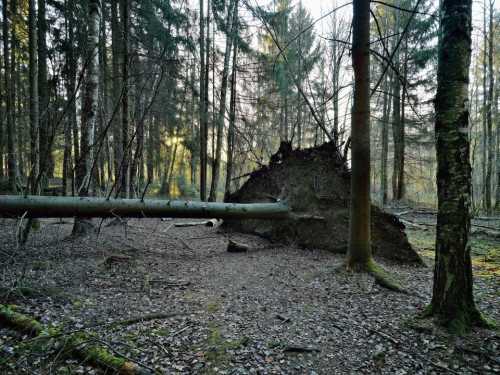 Небезпека повалених дерев: Підступна лісова пастка, про яку знають далеко не всі