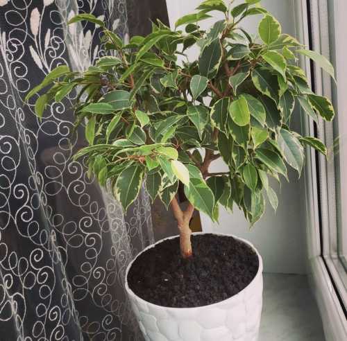 Раз на місяць замочую фікус: кінчики листя не сохнуть, не&hellip;