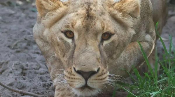 Левиця Василина, евакуйована з Харківщини, раптово померла в Південній Африці