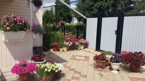 Чому потрібно сіяти петунію в грудні? Розповідаю, навіщо я це&hellip;