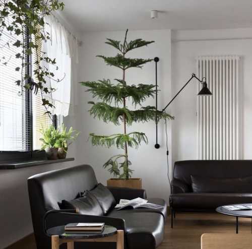 Араукарія у квартирі: 7 правил, щоб вона не перетворилася на&hellip;