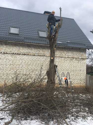 Як надати форму та прорідити гілки дерев