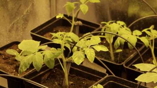 Шпаргалка городника: як за листям зрозуміти, чого хоче розсада