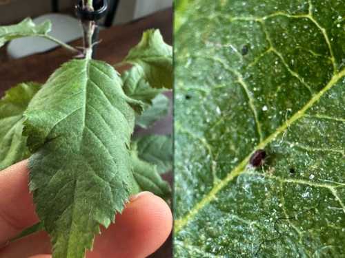 Чи переможе горілка павутинного кліща?