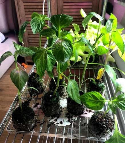 Ґрунт чи торф’яні таблетки? У чому вирощувати розсаду