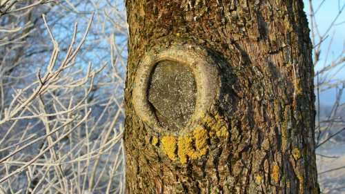 Як очистити старий сад від лишайників за одне обприскування: перевірений&hellip;