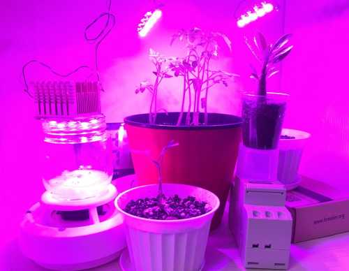 Не треба переплачувати за фітолампи: дешевий, але дуже ефективний варіант&hellip;