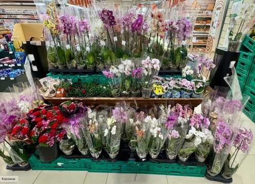 Винен не магазин, а покупець: 5 причин, чому кімнатні рослини&hellip;