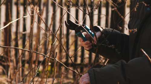 Весняна обрізка саду: як не пропустити ідеальний момент