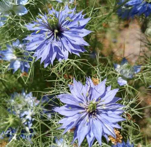 5 красивих квітів, які посіються самі (і не створять вам&hellip;