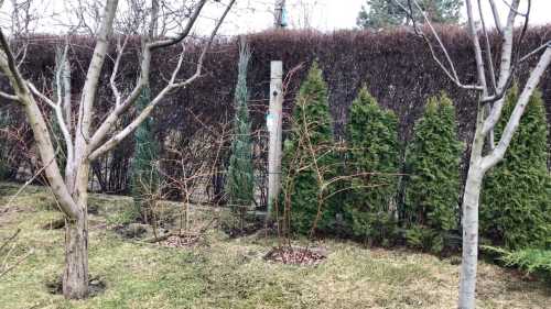 Весняне пробудження саду: чому в березні для підживлення варто обрати&hellip;