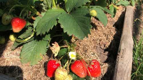Мої 3 правила підвищення врожайності полуниці та декілька порад