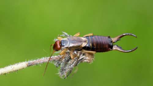 Дача замість джунглів: хто насправді може покусати вас на городі