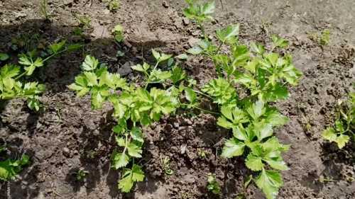 Найменш клопітна селера на грядці