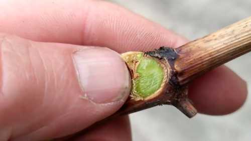 Чому чорна лоза — ще не похорон врожаю