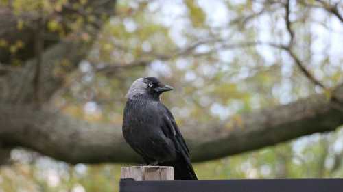 Навіщо в садах накидають сітку з великими вічками на теплиці
