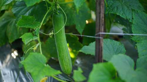 Навіщо обрізати листя в огірків?