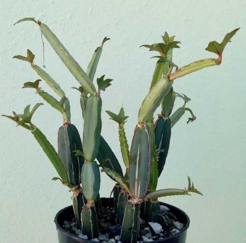 3 кімнатні рослини, які ще не приїлися: рідкісна краса без&hellip;