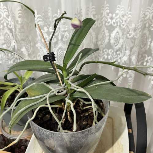 Жовте листя в орхідеї: чому ваша орхідея прощається з вами&hellip;