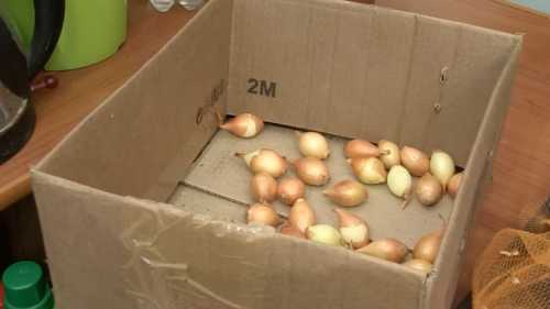 Як не нашкодити цибулі: головні помилки під час весняної висадки