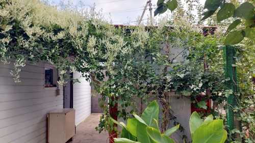 Гірчак бальджуанський: ботанічний вандал, який приховає ваші гріхи (і сусідський паркан)