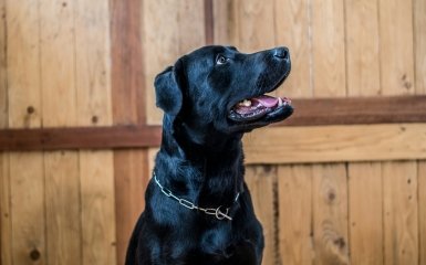 ChatGPT допоміг створити вакцину від раку для порятунку тварини