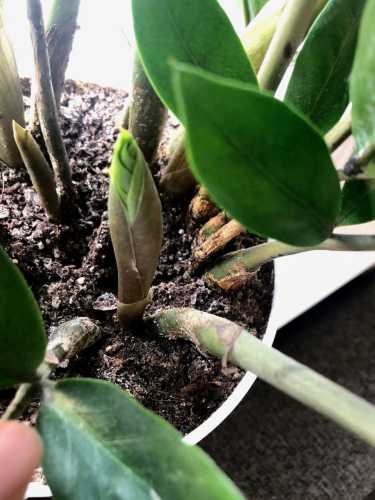 П’ять помилок у догляді за заміокулькасом: чому ваше «доларове дерево»&hellip;