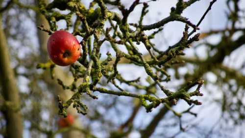 Як обрізати яблуню в березні і не залишитися без урожаю