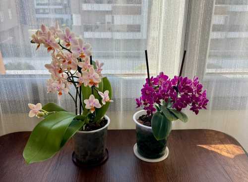 Орхідея не переносить це добриво: як ми самі вбиваємо свої&hellip;