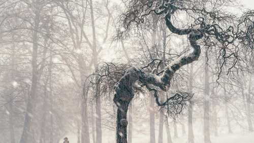 Да Вінчі помилився, його формула з деревами не працює