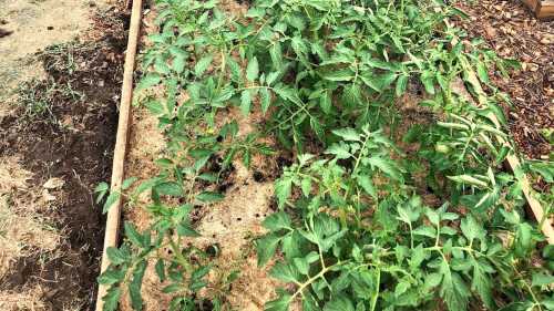 Три помилки у вирощуванні розсади томатів, що призводять до хлорозу&hellip;