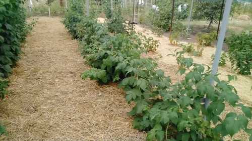 Де насправді хоче рости малина та чому її не варто садити біля паркану