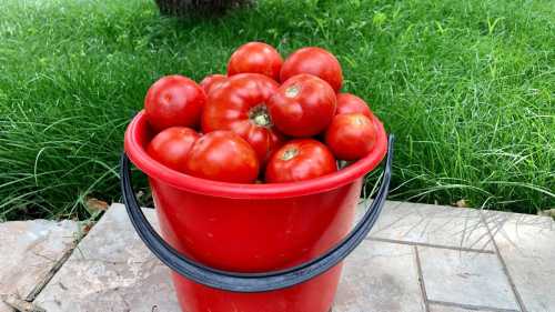 Що насправді варто класти в лунку під час висаджування томатів&hellip;