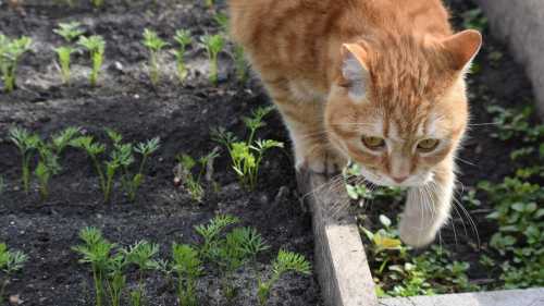 Що посадити в темному кутку городу, щоб воно вижило (і&hellip;
