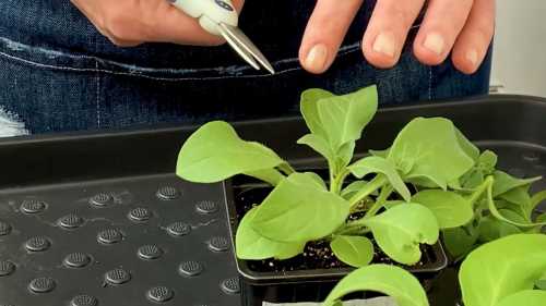 Як зробити з петунії пишну кулю: проста інструкція з прищипування