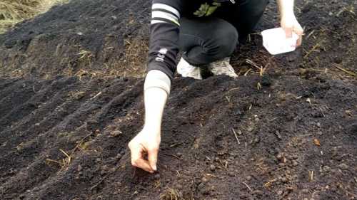 Коли час сіяти моркву навесні — і коли квапитися категорично&hellip;