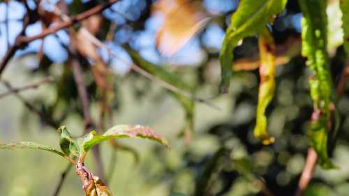 Дерева теж ловлять сонячні опіки і чому спека — не&hellip;