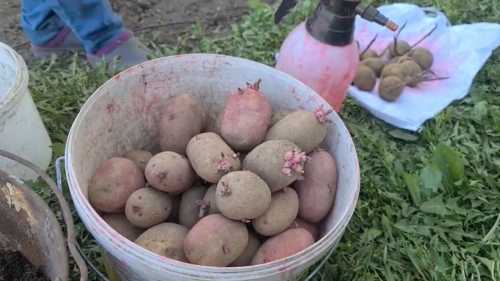 Чим обробити картоплю перед висаджуванням