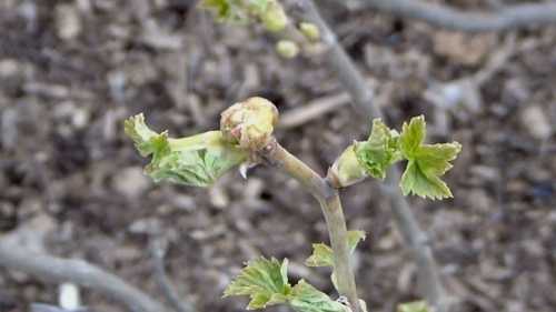Як перемогти кліща на бруньках смородини навесні