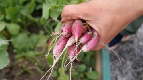 Редиска тріскається і стає порожньою? 4 помилки, які псують урожай