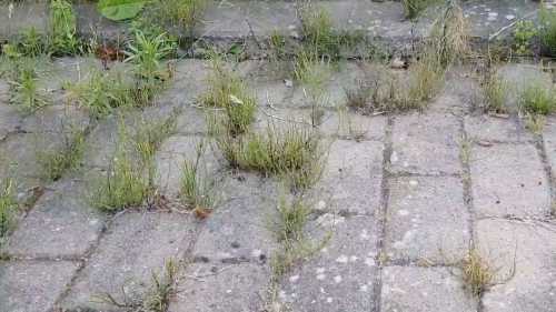 Як назавжди (або майже назавжди) вигнати траву з-поміж тротуарних плиток