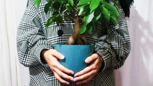 Ваш фікус усе чує (і має пам’ять)