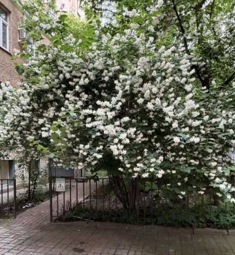 Великий травневий обман: чому ваш жасмин — насправді не жасмин?