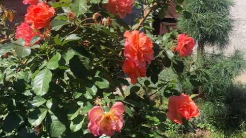 З ким дружить троянда: як створити красиву клумбу і не&hellip;