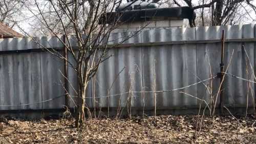 Як підживити малину весною, щоб ягоди були великими та солодкими